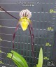 Paph. philippinense × sib 2.5''