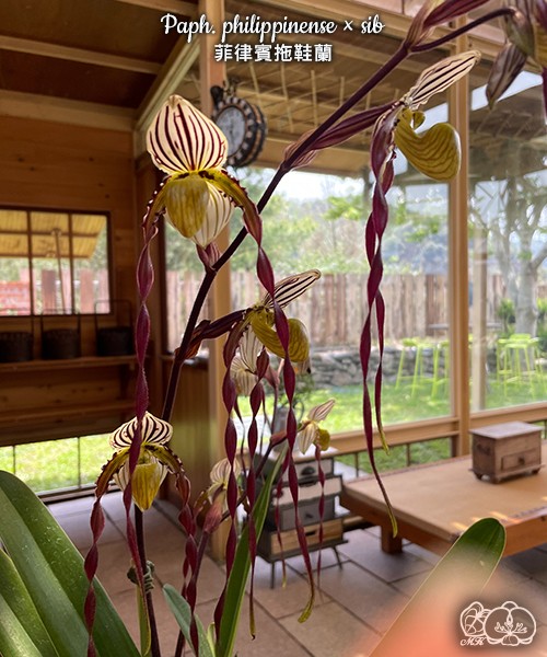Paph. philippinense × sib 2.5''