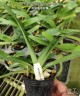 Paph. philippinense × sib 2.5''