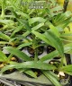 Paph. philippinense × sib 2.5''