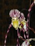 Paph. philippinense × sib 2.5''