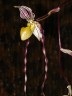 Paph. philippinense × sib 2.5''