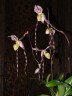Paph. philippinense × sib 2.5''