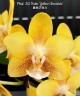 Phal. KS Balm 'Yellow Chocolate' 2.5'' УЦЕНКА