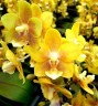 Phal. KS Balm 'Yellow Chocolate' 2.5'' УЦЕНКА