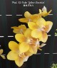 Phal. KS Balm 'Yellow Chocolate' 2.5'' УЦЕНКА