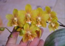Phal. KS Balm 'Yellow Chocolate' 2.5'' УЦЕНКА