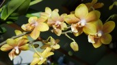 Phal. KS Balm 'Yellow Chocolate' 2.5'' УЦЕНКА