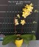 Phal. KS Balm 'Yellow Chocolate' 2.5'' УЦЕНКА