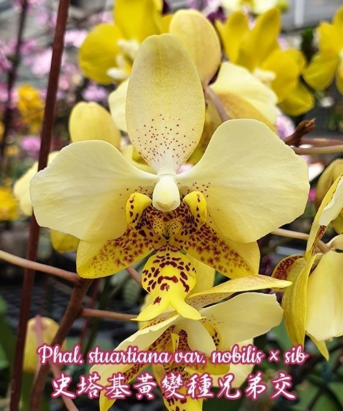 Phal. stuartiana var. nobilis × sib	2.5"