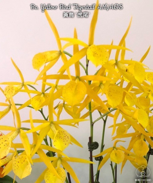 Bc. Yellow Bird 'Tigertail' AM/AOS 2.5"