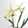 Bc. Yellow Bird 'Tigertail' AM/AOS 2.5"