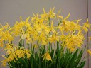 Bc. Yellow Bird 'Tigertail' AM/AOS 2.5"