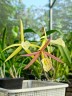 Bc. Yellow Bird 'Tigertail' AM/AOS 2.5"