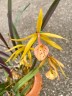 Bc. Yellow Bird 'Tigertail' AM/AOS 2.5"