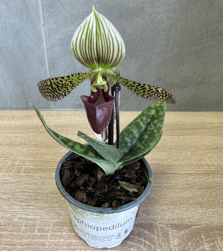 Пафиопедилум Sukhakulii (Ø 9 см)