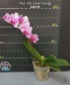 Phal. Miki Splash Butterfly 2.5"