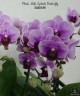 Phal. Miki Splash Butterfly 2.5"