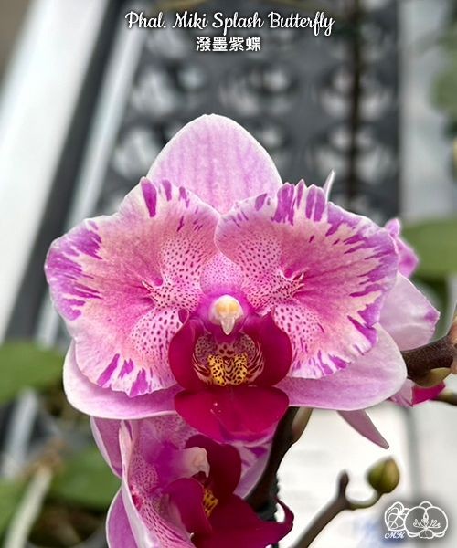 Phal. Miki Splash Butterfly 2.5"