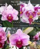 Phal. Miki Splash Butterfly 2.5"