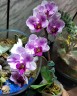 Phal. Miki Splash Butterfly 2.5"