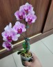 Phal. Miki Splash Butterfly 2.5"