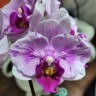 Phal. Miki Splash Butterfly 2.5"