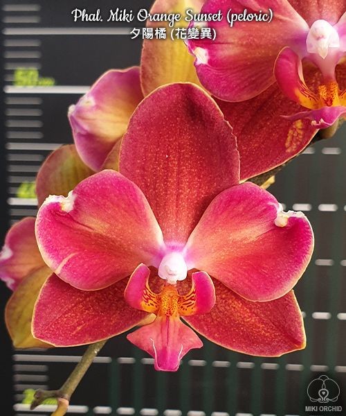 Phal. Miki Orange Sunset (peloric) 2.5''