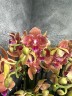 БАБОЧКА Paprika (Мультифлора) Садовник Opti-flor (2 цветоноса Ø 12 см)