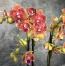 БАБОЧКА Paprika (Мультифлора) Садовник Opti-flor (2 цветоноса Ø 12 см)