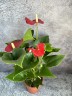 Anthurium Easy Red (Ø 12 см)