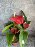 Anthurium Easy Red (Ø 12 см)