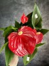 Anthurium Easy Red (Ø 12 см)