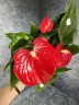 Anthurium Easy Red (Ø 12 см)