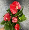 Anthurium Easy Red (Ø 12 см)