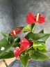 Anthurium Easy Red (Ø 12 см)