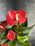 Anthurium Easy Red (Ø 12 см)