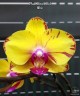 Phal. Sweet Girl 2.5'' УЦЕНКА (нет нижних листиков)