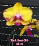 Phal. Sweet Girl 2.5'' УЦЕНКА (нет нижних листиков)