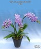 Phal. Summer Rose 'Blue Star' 2.5"