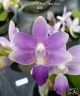 Phal. Summer Rose 'Blue Star' 2.5"