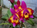 C. Hawaiian Splash 'Lea' BM/JOGA 2.5" УЦЕНКА (мех. повр. листиков)