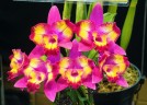 C. Hawaiian Splash 'Lea' BM/JOGA 2.5" УЦЕНКА (мех. повр. листиков)