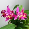 C. Hawaiian Splash 'Lea' BM/JOGA 2.5" УЦЕНКА (мех. повр. листиков)