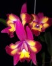 C. Hawaiian Splash 'Lea' BM/JOGA 2.5" УЦЕНКА (мех. повр. листиков)