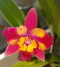 C. Hawaiian Splash 'Lea' BM/JOGA 2.5" УЦЕНКА (мех. повр. листиков)