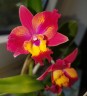 C. Hawaiian Splash 'Lea' BM/JOGA 2.5" УЦЕНКА (мех. повр. листиков)