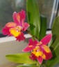C. Hawaiian Splash 'Lea' BM/JOGA 2.5" УЦЕНКА (мех. повр. листиков)