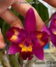 C. Hawaiian Splash 'Lea' BM/JOGA 2.5" УЦЕНКА (мех. повр. листиков)