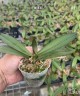 Phal. Ultraman 2.8''